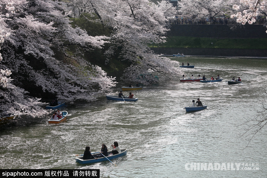 日本東京千鳥(niǎo)淵公園櫻花盛開(kāi) 民眾泛舟小湖賞櫻如仙境