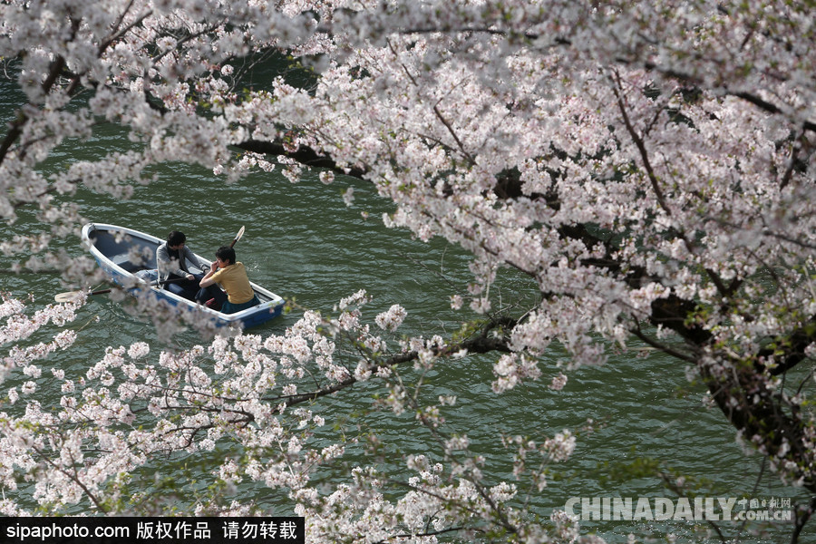 日本東京千鳥淵公園櫻花盛開 民眾泛舟小湖賞櫻如仙境