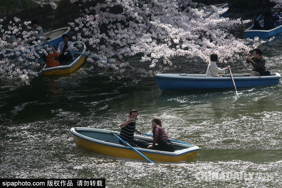 日本東京千鳥淵公園櫻花盛開 民眾泛舟小湖賞櫻如仙境