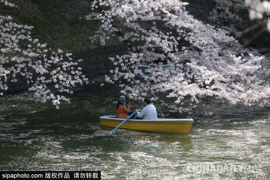 日本東京千鳥淵公園櫻花盛開 民眾泛舟小湖賞櫻如仙境