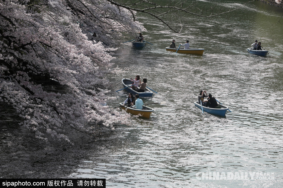 日本東京千鳥淵公園櫻花盛開 民眾泛舟小湖賞櫻如仙境