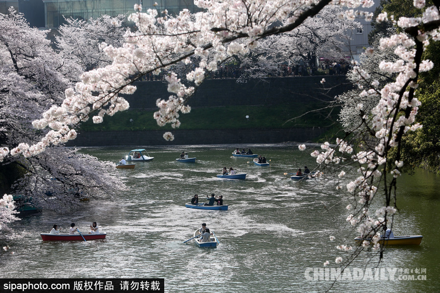 日本東京千鳥淵公園櫻花盛開 民眾泛舟小湖賞櫻如仙境