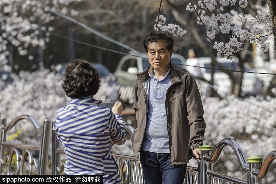 河東十里櫻花路！韓國河東郡櫻花盛放春意醉人