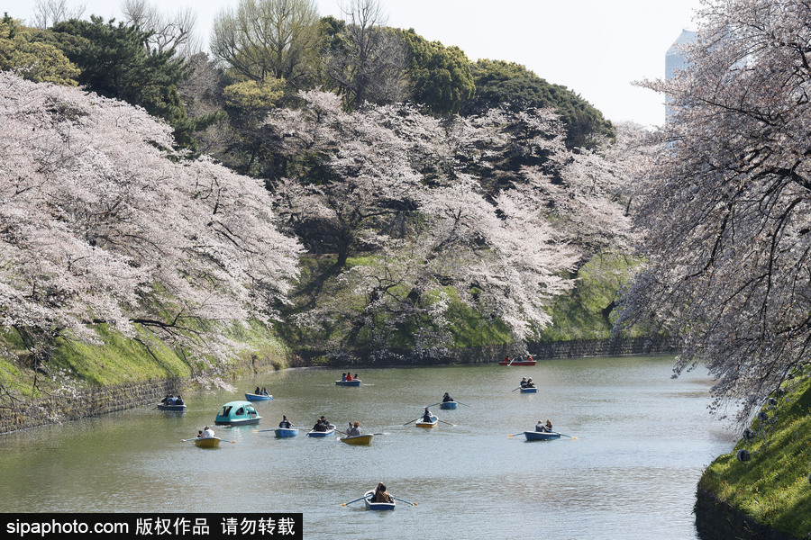 日本東京櫻花進(jìn)入盛開(kāi)期 游人如織暢游花海