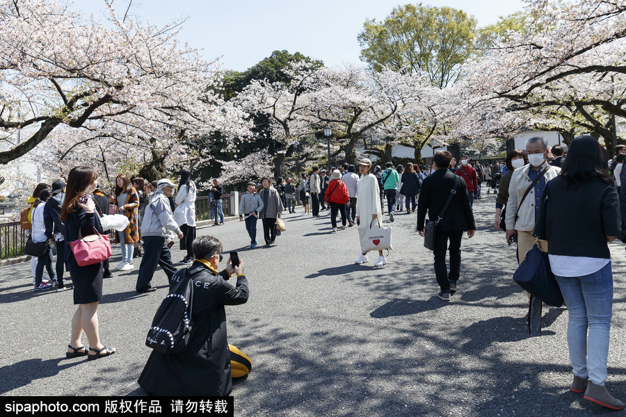 日本東京櫻花進(jìn)入盛開(kāi)期 游人如織暢游花海