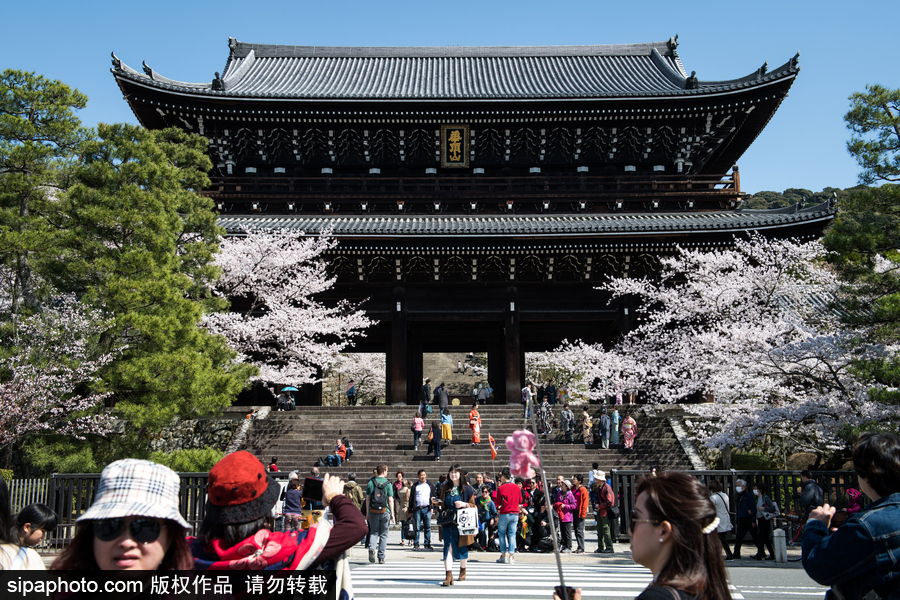 日本東京櫻花進入盛開期 游人如織暢游花海