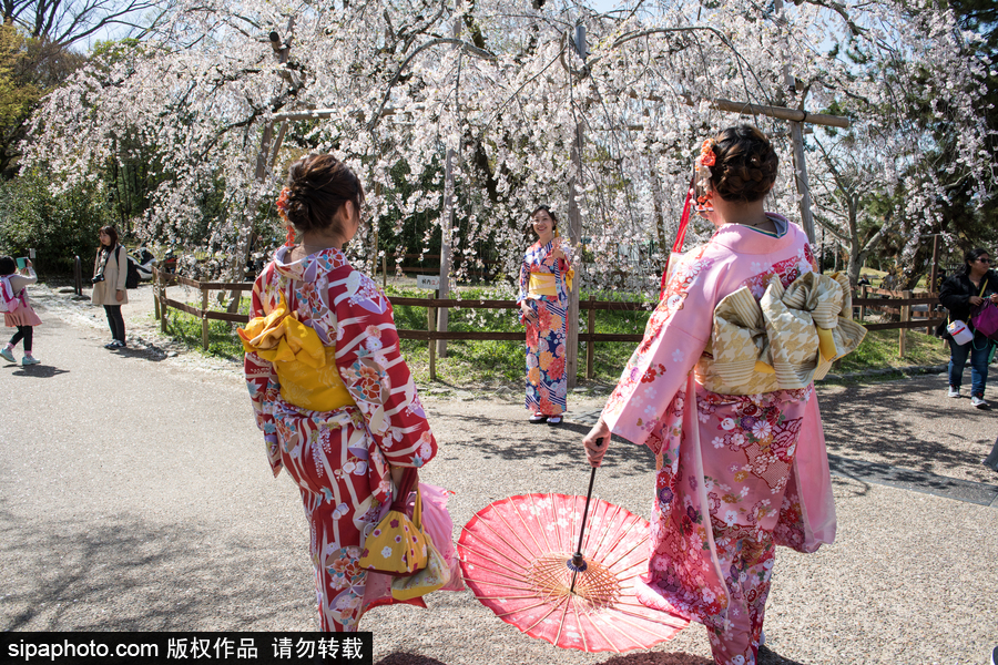 日本東京櫻花進(jìn)入盛開期 游人如織暢游花海