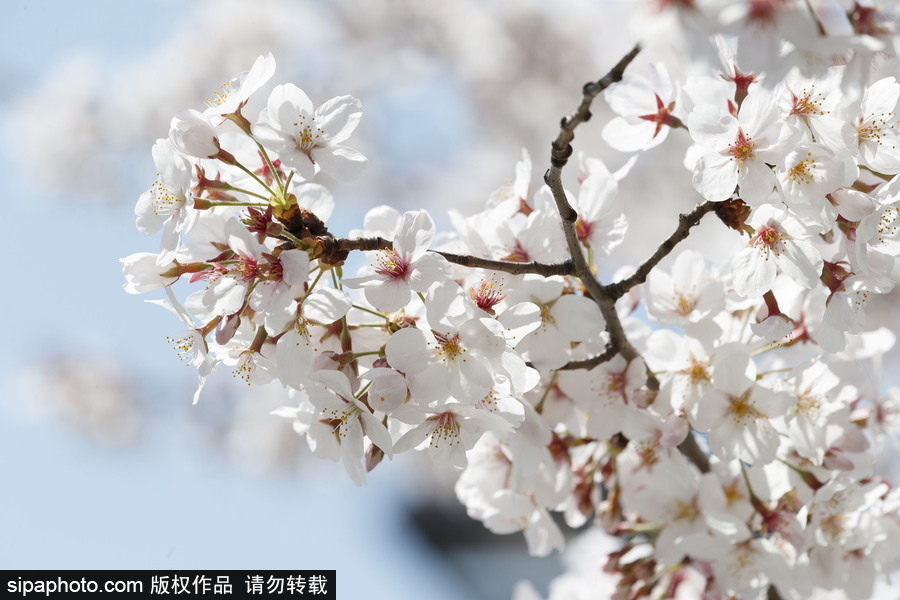 日本東京櫻花進入盛開期 游人如織暢游花海