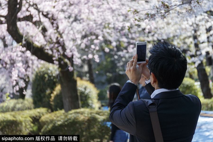 日本東京櫻花進(jìn)入盛開期 游人如織暢游花海