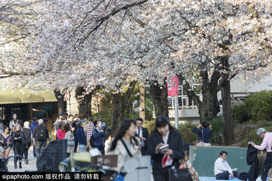 日本東京櫻花進入盛開期 游人如織暢游花海