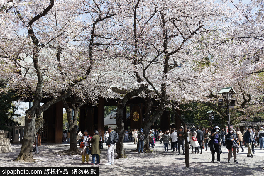 日本東京櫻花進(jìn)入盛開(kāi)期 游人如織暢游花海