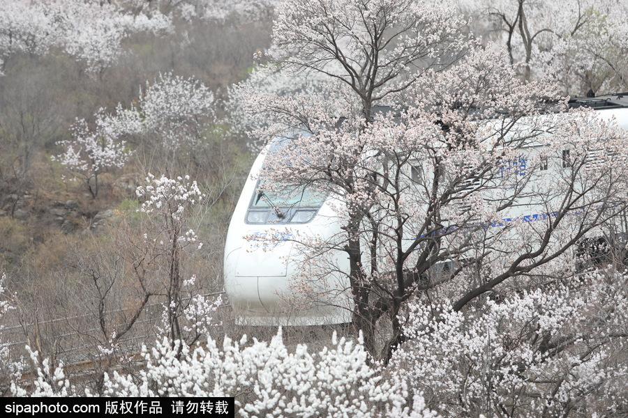 北京現(xiàn)最美列車線！居庸關(guān)小火車穿越“花海”美如仙境