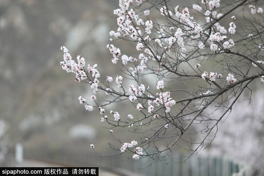 北京現(xiàn)最美列車線！居庸關小火車穿越“花海”美如仙境