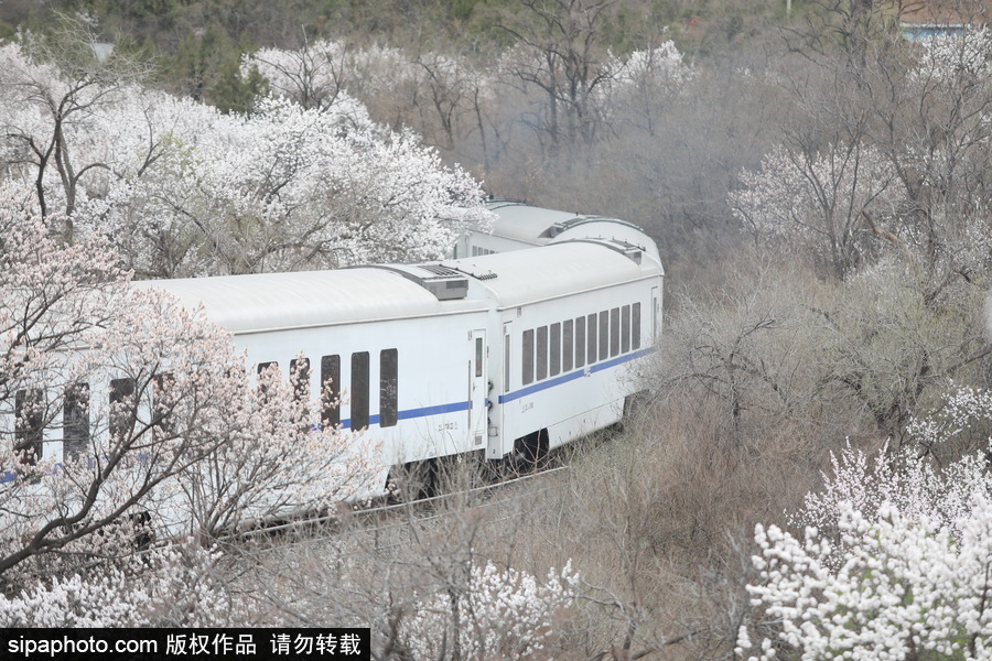 北京現(xiàn)最美列車線！居庸關(guān)小火車穿越“花海”美如仙境