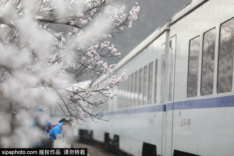 北京現(xiàn)最美列車線！居庸關小火車穿越“花海”美如仙境