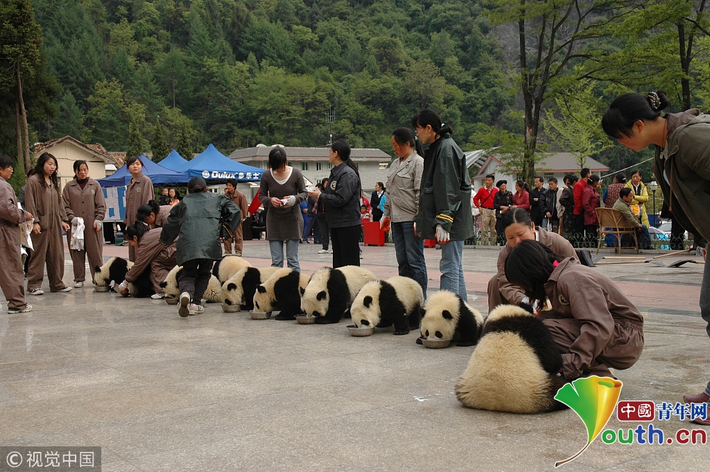 汶川地震十周年 實(shí)拍中國(guó)大熊貓保護(hù)研究中心新面貌