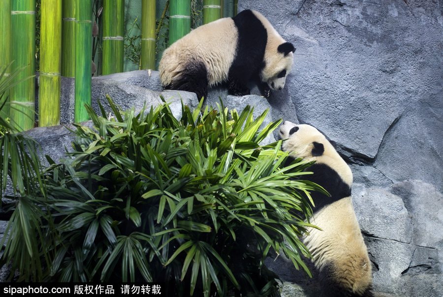 留洋國寶的日常生活 加拿大動物園里大熊貓愜意舒適