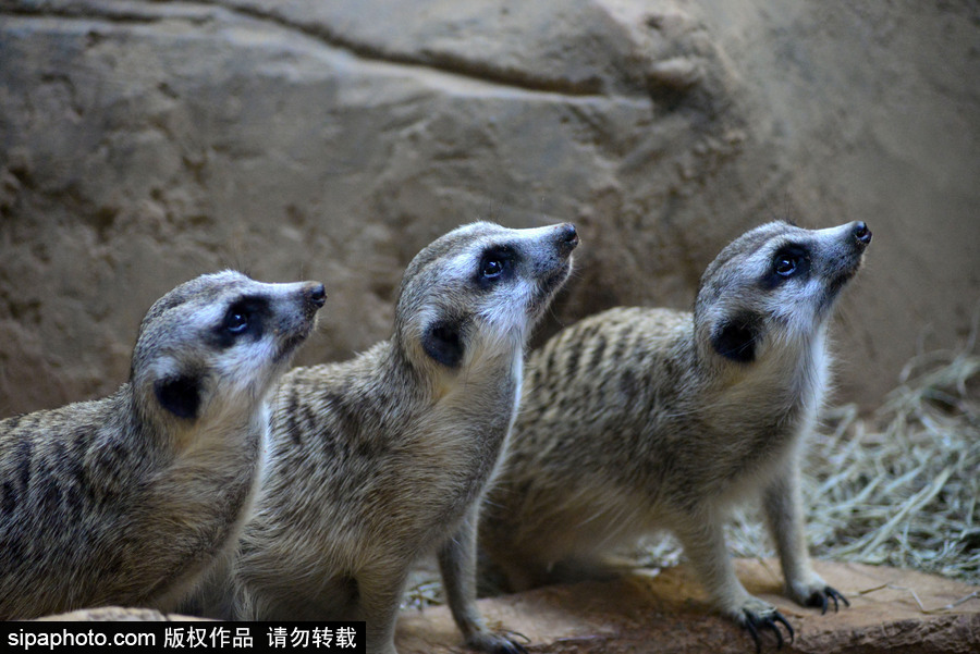 巴西圣保羅水族館內(nèi)的沼貍 呆頭呆腦似好奇寶寶