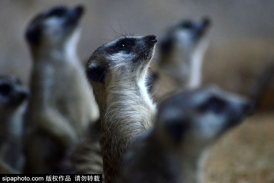 巴西圣保羅水族館內(nèi)的沼貍 呆頭呆腦似好奇寶寶