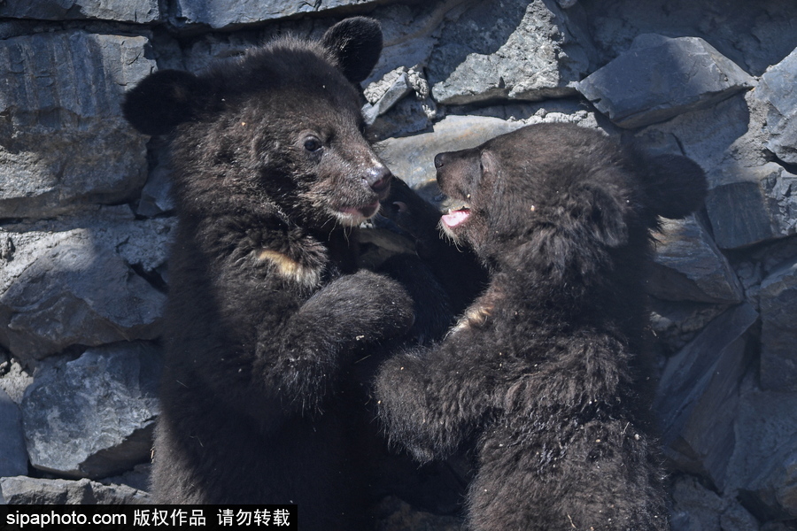 熊孩子的日常“掐架” 俄羅斯動(dòng)物園里的亞洲黑熊幼崽