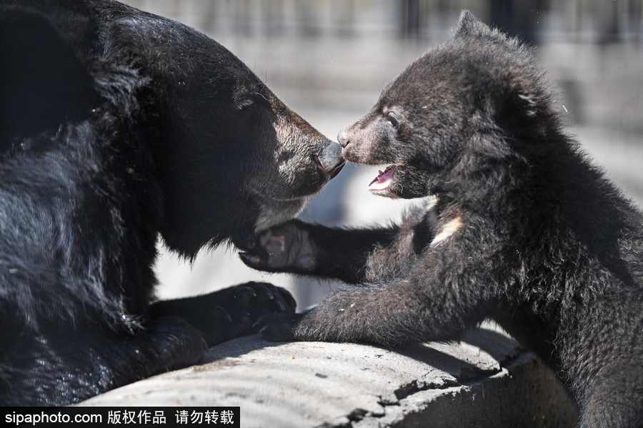 熊孩子的日常“掐架” 俄羅斯動物園里的亞洲黑熊幼崽