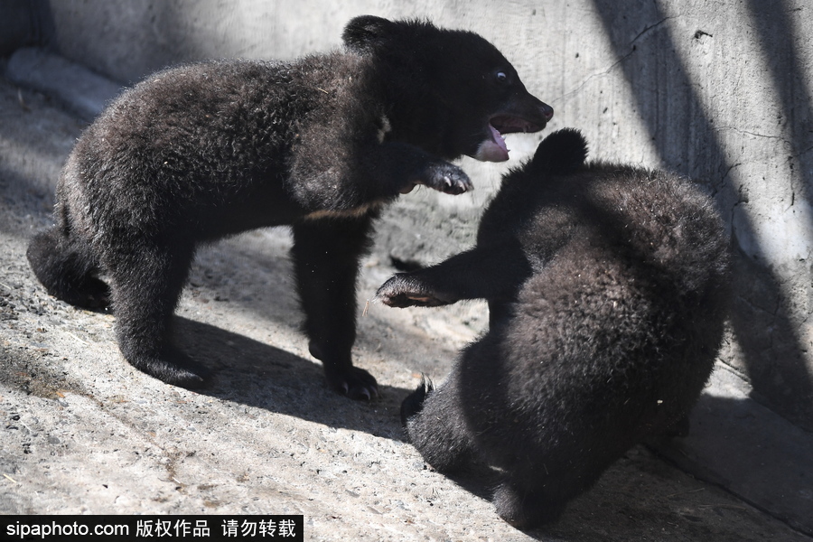 熊孩子的日常“掐架” 俄羅斯動物園里的亞洲黑熊幼崽