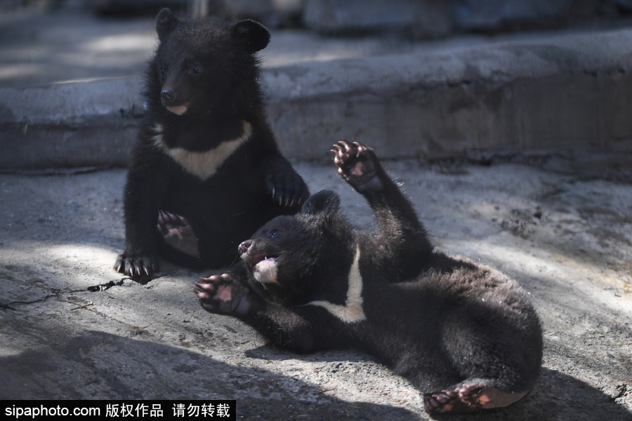 熊孩子的日常“掐架” 俄羅斯動(dòng)物園里的亞洲黑熊幼崽