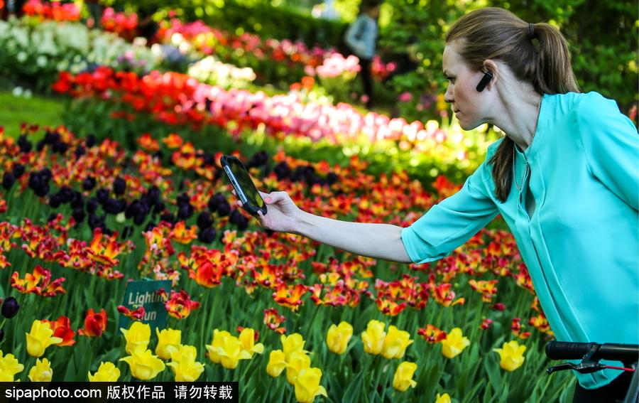 郁金香花節(jié)在俄羅斯圣彼得堡舉行 五顏六色花海迎客