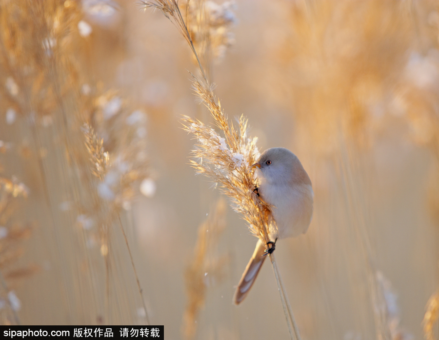 憤怒的小鳥真“鳥”版 芬蘭文須雀萌萌噠