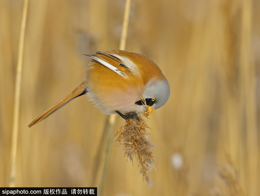 憤怒的小鳥真“鳥”版 芬蘭文須雀萌萌噠