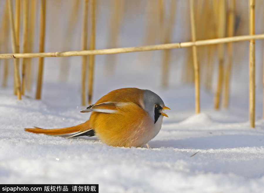 憤怒的小鳥真“鳥”版 芬蘭文須雀萌萌噠