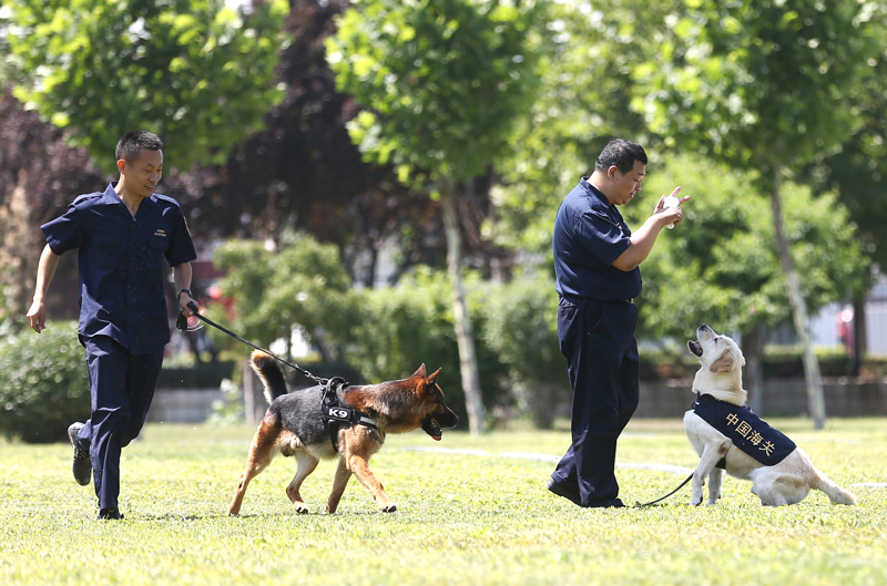 禁毒日前夕 探訪海關(guān)總署北京緝私犬基地