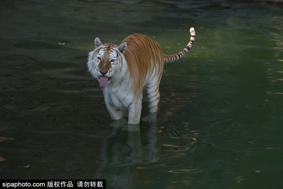 天氣熱得老虎也坐不住了！西班牙馬德里動物園猛虎水中避暑