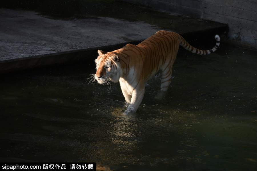 天氣熱得老虎也坐不住了！西班牙馬德里動(dòng)物園猛虎水中避暑