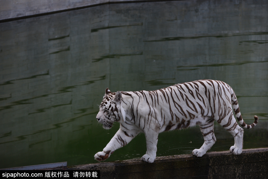 天氣熱得老虎也坐不住了！西班牙馬德里動物園猛虎水中避暑