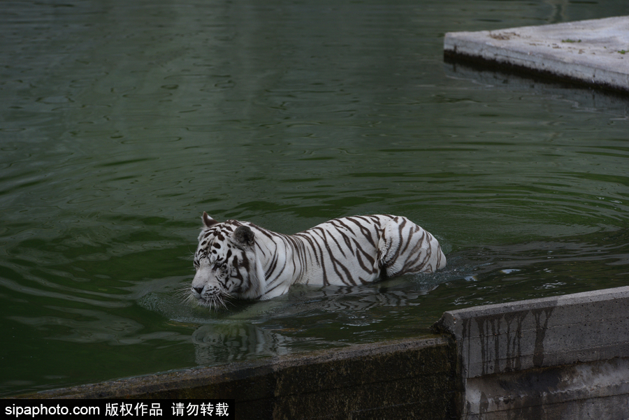 天氣熱得老虎也坐不住了！西班牙馬德里動物園猛虎水中避暑