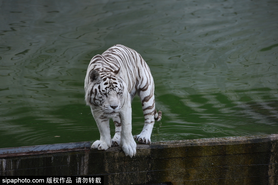 天氣熱得老虎也坐不住了！西班牙馬德里動物園猛虎水中避暑