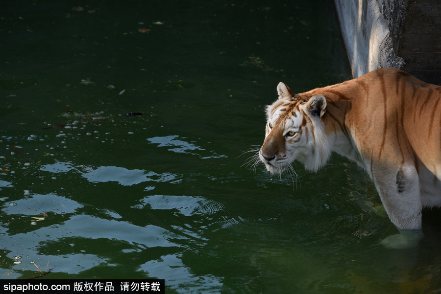 天氣熱得老虎也坐不住了！西班牙馬德里動物園猛虎水中避暑