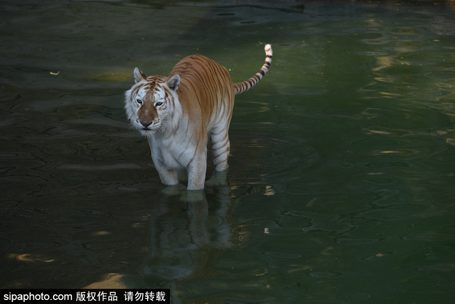 天氣熱得老虎也坐不住了！西班牙馬德里動物園猛虎水中避暑