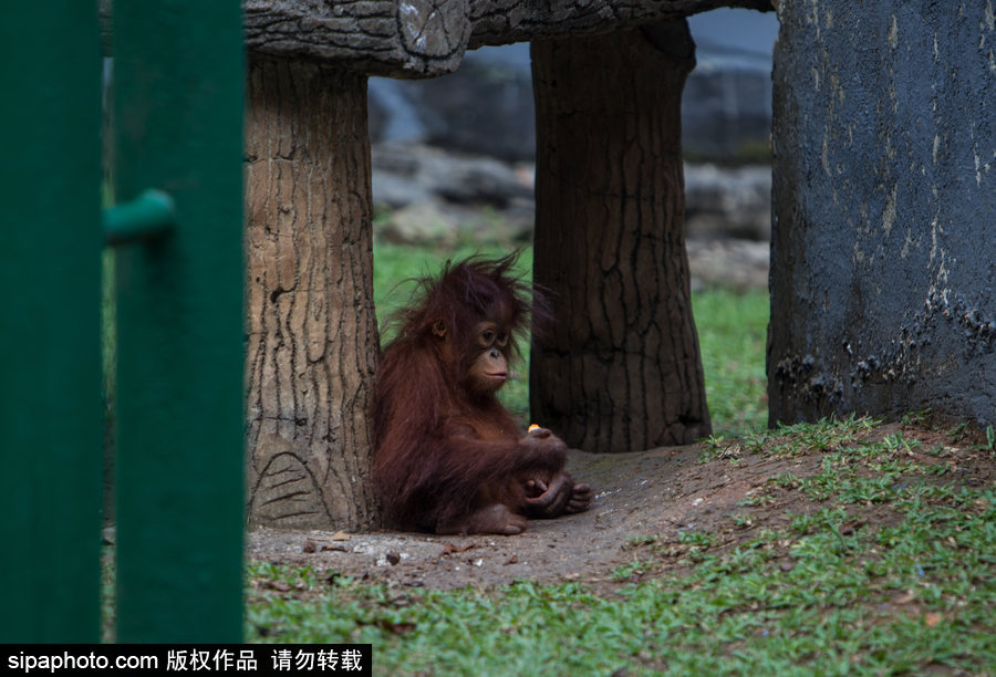 呆萌滑稽 印尼雅加達紅毛猩猩傻傻惹人愛！