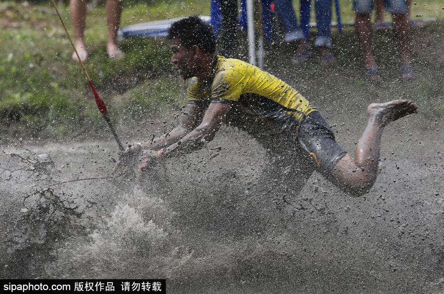 水?？癖技て鹚?！泰國曼谷水牛比賽場面壯觀有趣