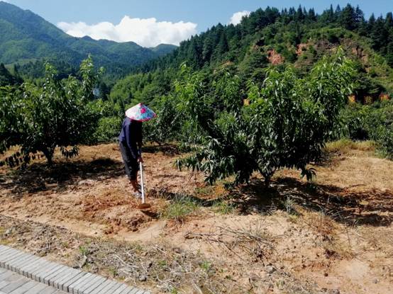 【脫貧攻堅(jiān)在行動(dòng)】江西井岡山：農(nóng)民變股東，合作經(jīng)營(yíng)模式拓寬農(nóng)民收入渠道