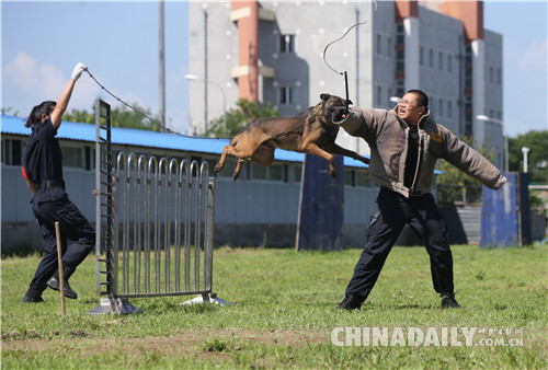 北京市公安局公交總隊(duì)在警犬基地舉行警營(yíng)開(kāi)放日活動(dòng)