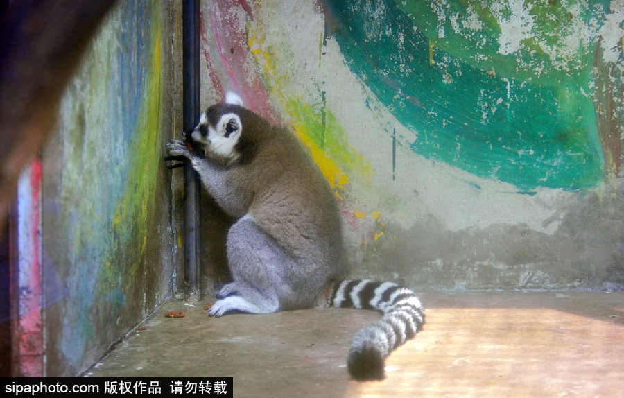 北京動物園開啟防暑模式 小動物們應對高溫有“奇招”