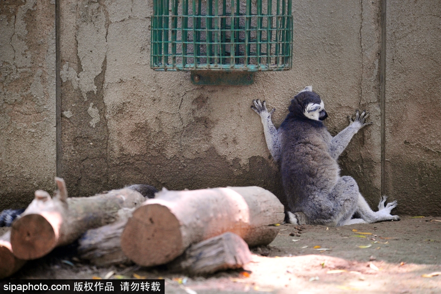 北京動物園開啟防暑模式 小動物們應(yīng)對高溫有“奇招”