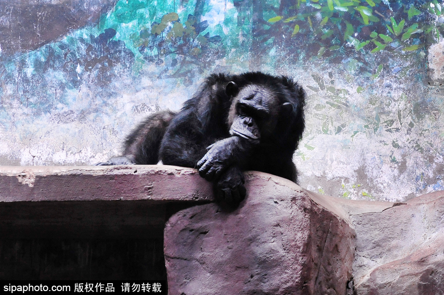 北京動物園開啟防暑模式 小動物們應對高溫有“奇招”