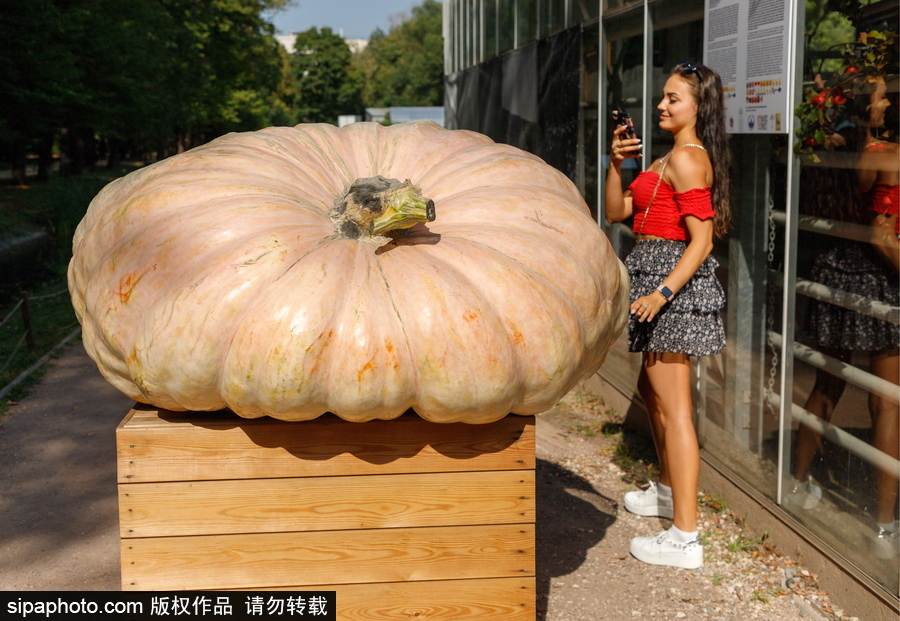 俄羅斯最大的南瓜亮相莫斯科國立大學(xué)植物園 重達(dá)645.5公斤