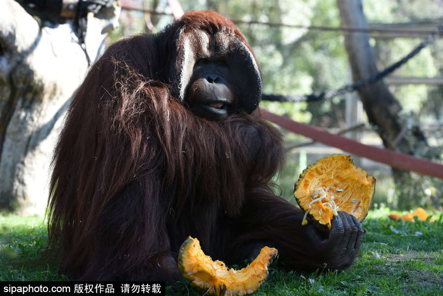 西班牙：馬德里動(dòng)物園為萬(wàn)圣節(jié)做準(zhǔn)備 婆羅洲猩猩寶寶享用南瓜早餐調(diào)皮可愛