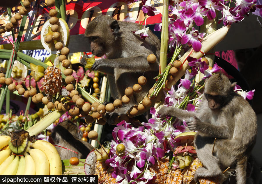 泰國：狂吃海塞歡度節(jié)日！猴子自助餐節(jié)在曼谷舉行